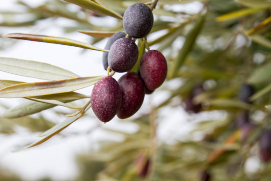 Detail of picual olive fruits
