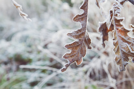 frosted oak tree detail 