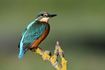 A fisherman martin posing in his watchtower