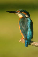 A fisherman martin posing in his watchtower
