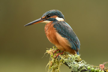 A fisherman martin posing in his watchtower