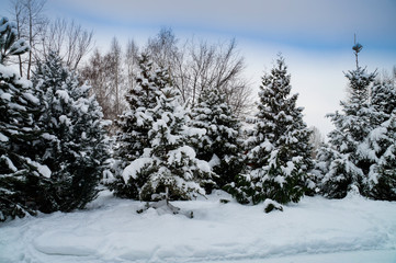 Fototapeta premium winter, snow, snowdrifts, trees, spruce, sky, nature, landscape