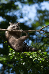 Waschbär
