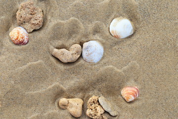 Fototapeta na wymiar sea shells on the beach
