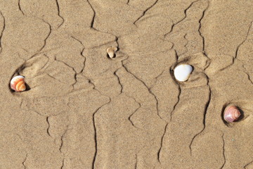 shell on the beach