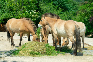 Obraz na płótnie Canvas group of horses eating grass and hay on a sunny afternoon in summer