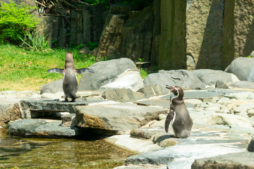 two little penguins are standing near the water on the rocky shore