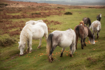 Obraz premium Wild horses eating chopped up raw vegetables on marsh land 