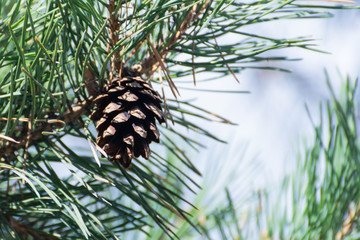 Brown pine cone of pine tree. Close up. Selective focus.
