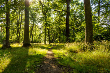 Fototapeta na wymiar Path in a forest