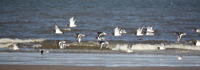 Oyster Catchers