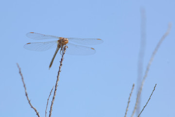 Libellule bleue accrochée à un roseau au-dessus de l'eau d'une rivière. Demoiselle insecte volant dans la nature du Sud de la France en été