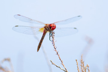 Libellule bleue accrochée à un roseau au-dessus de l'eau d'une rivière. Demoiselle insecte volant dans la nature du Sud de la France en été