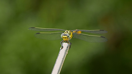 Libellule bleue accrochée à un roseau au-dessus de l'eau d'une rivière. Demoiselle insecte...