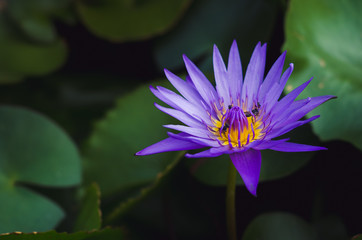 purple aquatic lotus in pond in top view with bee in pollen. important flower in buddhism. nature flower background.
