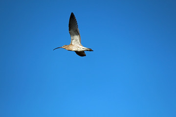 Curlew in Flight