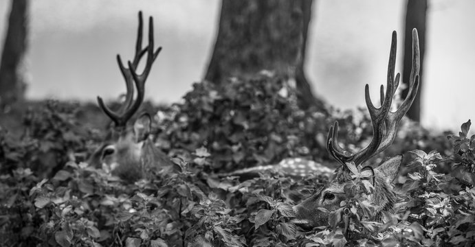 Deer Black and White