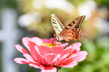 LA POSA DELLA FARFALLA