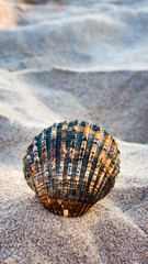 CONCHA DE MAR SOBRE LA ARENA DE PLAYA EN ISLA ANTILLA HUELVA