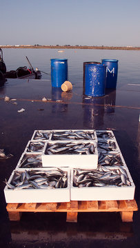 CAJAS DE PECES RECIEN PESCADOS EN LA LONJA DEL PUERTO PESQUERO DE ISLA CRISTINA EN HUELVA