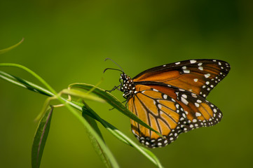  butterfly on a leaf