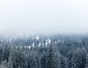 Fototapeta na wymiar winter forest in fog in the swiss alps