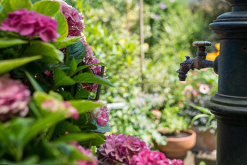 Hortensien - im Hintergrund Garten und ein alter Wasserhahn