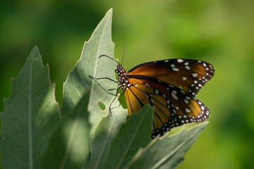  butterfly on a leaf