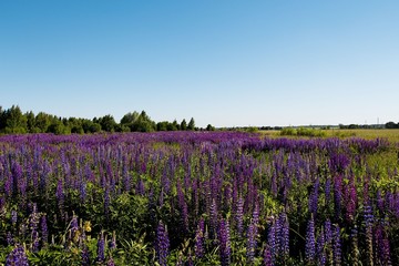 lavender field in provence france