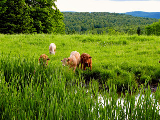 farm cows