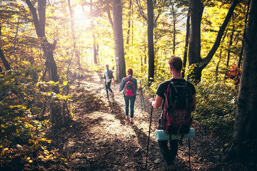 Trekking with backpacks on forest trail, group of tourists