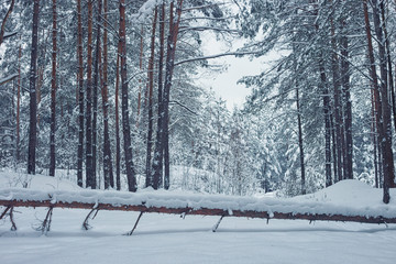 fallen tree in the winter forest