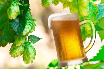 Glass of beer and hops in a hop field