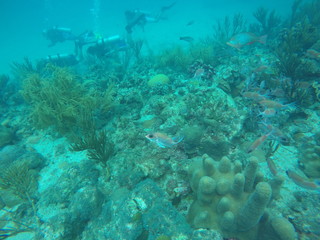 Naklejka na ściany i meble Buceo grupal entre los corales