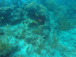 Corales con peces en el mar azul del caribe