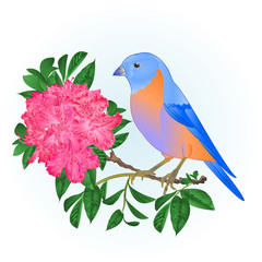 Small songbirdon Bluebird  thrush and pinkrhododendron spring background vintage vector illustration editable hand draw