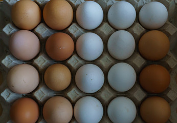 Background from white and brown domestic chicken eggs. Organic food