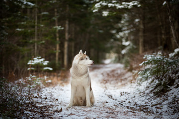 Gorgeous siberian husky dog sitting on the snow path in the forest in winter on fir-trees background. Profile portrait