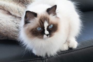 Ragdoll Katze