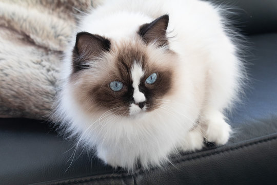 Ragdoll Katze