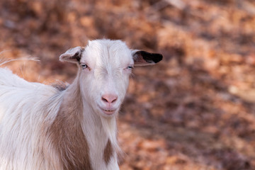 Polled goat portrait