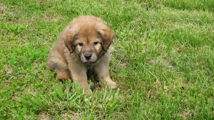Fototapeta premium Shepherd puppy in the grass