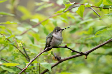 Female Ruby-Throated Hummingbird on a tree branch
