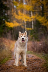 Naklejka na ściany i meble Beautiful Siberian Husky dog standing in the bright enchanting fall forest