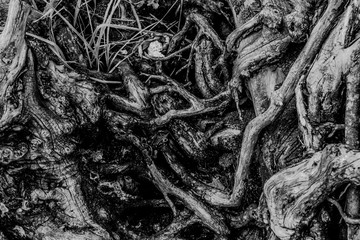 roots abstract