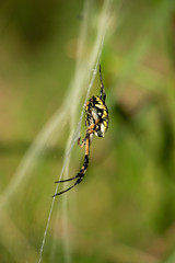 Black and yellow garden spider on web