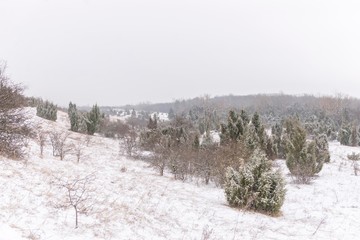 winter nature landscape with conifer trees. 