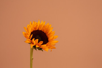 Single sunflower isolated on a tan background