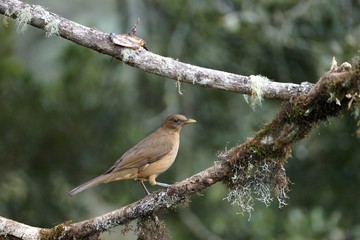 Obraz premium Clay-colored thrush profile portrait close up