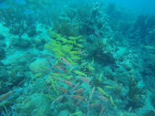 Cardumen de peces amarillos y de tonos rojizos
